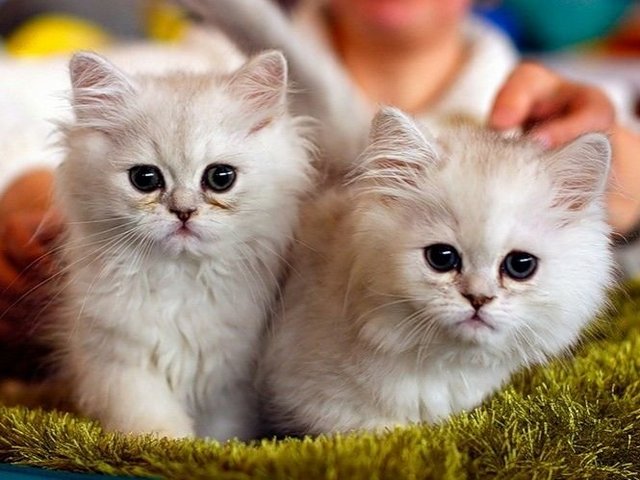 Породы кошек в Шелехове | ЗооТом портал о животных
