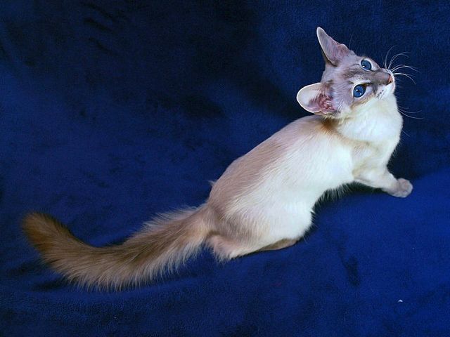 Выведенные породы кошек в Шелехове | ЗооТом портал о животных