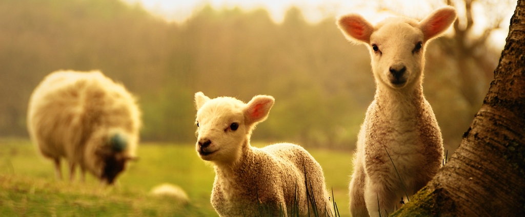 Объявления о сельскохозяйственных животных | ЗооТом - продажа, вязка и услуги для животных в Шелехове