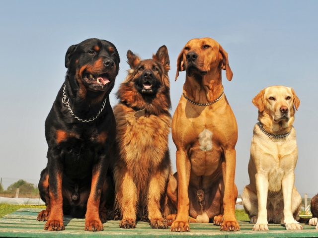 Крупные породы собак в Шелехове | ЗооТом портал о животных