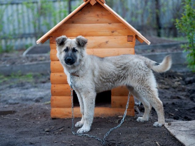 Все о собаках в Шелехове